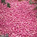 chinese red apples fresh apple fruit